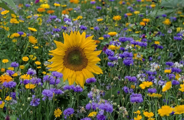 Slunečnice Květinové Louce — Stock fotografie