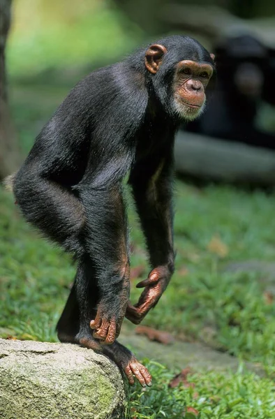 Gewone Chimpansee Pan Troglodytes Bobobo — Stockfoto