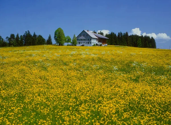 Žlutá Kvetoucí Louka Statek Dům Dvůr Kus Lesa Bregenzerwald Rakousko — Stock fotografie