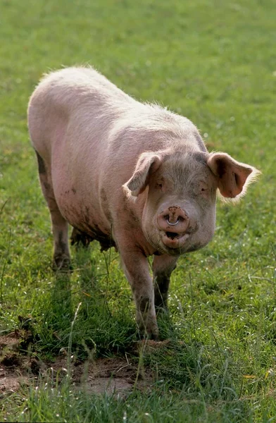 Свинья Sus Scrofa Domestica — стоковое фото