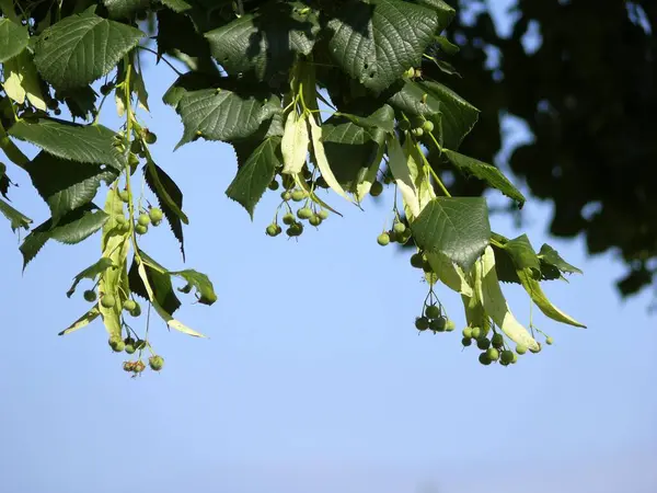 Linde Tilia Blüten Früchte Limette — Stockfoto