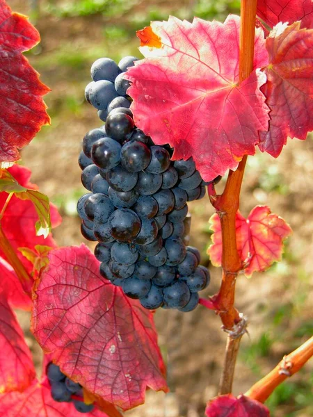 Winogrona Wino Czerwone Winorośli — Zdjęcie stockowe