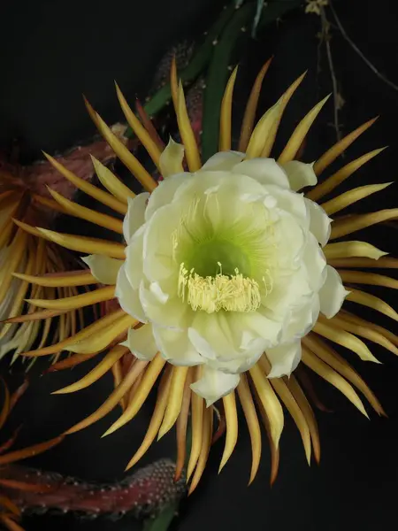 stock image Queen of the night (Selenicereus grandiflorus) of the night 0h37