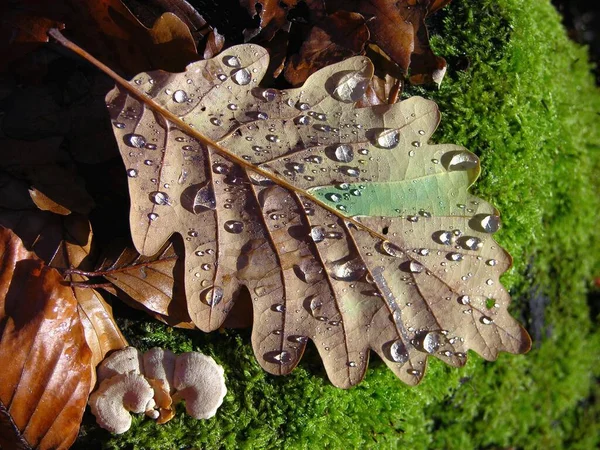 ドードロップ オークの葉とオークの葉 — ストック写真