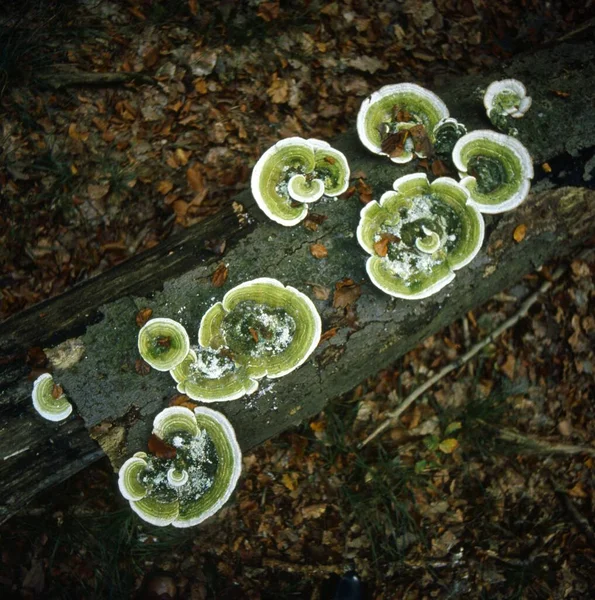 Wild Mushrooms Tree — Stock Photo, Image