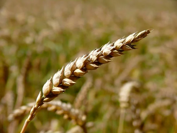 Mısır Gevreği Buğday Triticum Kulaklar Olgunlaşmış Buğday — Stok fotoğraf