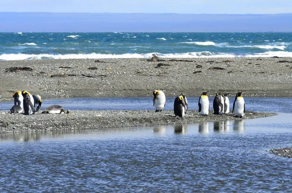 Pinguins Rei Aptenodytes Patagonicus Colônia Banco Cascalho Bahia Inutil Parque — Fotografia de Stock