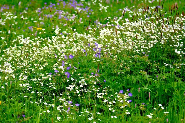五颜六色的花朵在草地上 — 图库照片