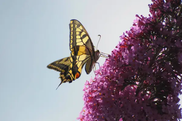 Метелик Літньому Бузковому Кущі Або Бузковому Списі Ластівчине Папіліо Махаон — стокове фото