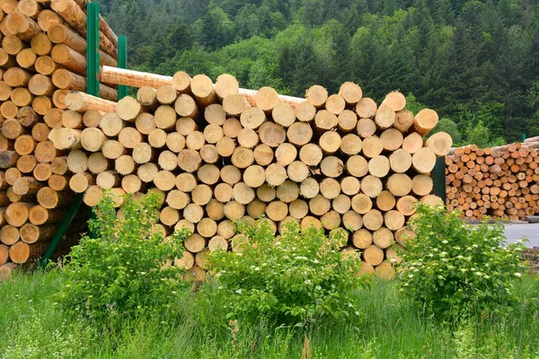 Foresta Nera Baden Wrttemberg Alta Foresta Nera Dold Holzwerke Gmbh — Foto Stock