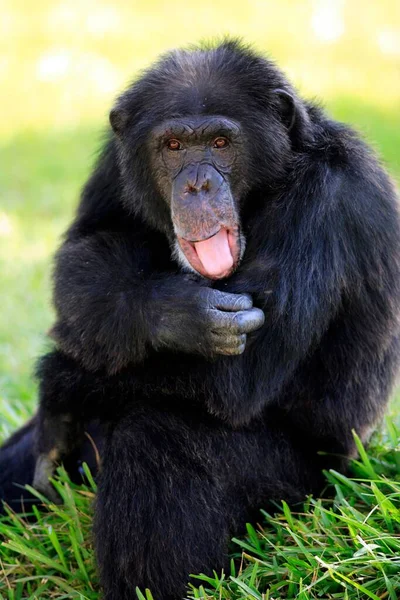 Chimpanzé Chimpanzé Pan Troglodytes Portrait Masculin Adulte Sortant Langue Déchiquetant — Photo