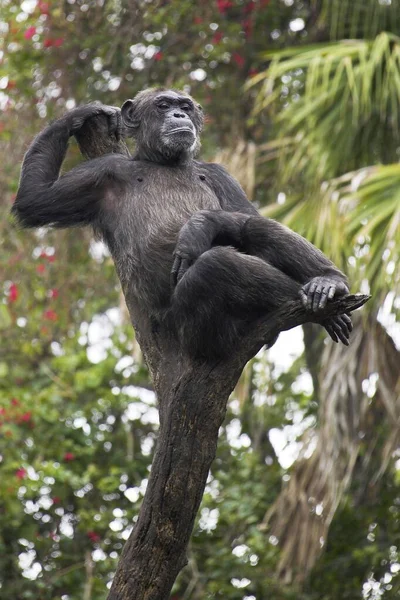 黑猩猩 普通黑猩猩 泛热带黑猩猩 黑猩猩 普通黑猩猩猴 黑猩猩 黑猩猩 大猩猩 哺乳动物 黑猩猩 — 图库照片