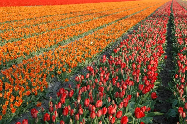 Tulips Field Netherland Holland Keukenhof — Stock Photo, Image