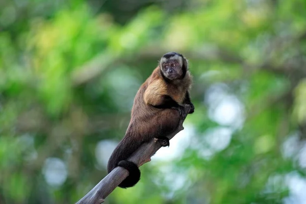 브라운 카푸친 원숭이 Nigrivittatus 나무에 Weeper Capuchin Weeper Capuchin 나무에 — 스톡 사진