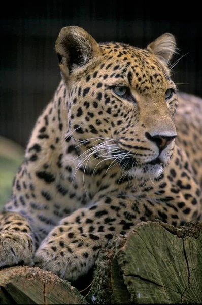 Северный Персидский Леопард Panthera Pardus Леопард Персидский Леопард Panthera Pardus — стоковое фото