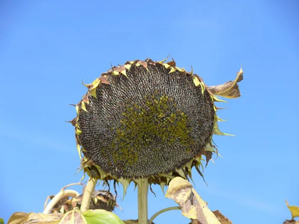 Sonnenblume Helianthus Annuus Sonnenblumenfeld Verbrannt Verblasst — Stockfoto