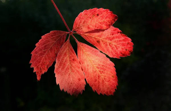 Vine Leaf Closeup View — Stock Photo, Image