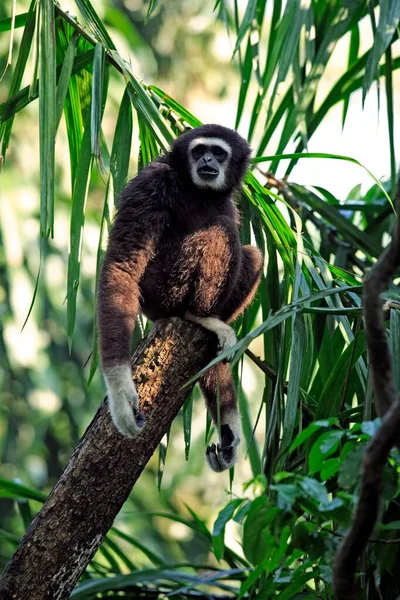 Белорукий Гиббон Hylobates Lar Взрослый Дереве White Handed Gibbon Asia — стоковое фото