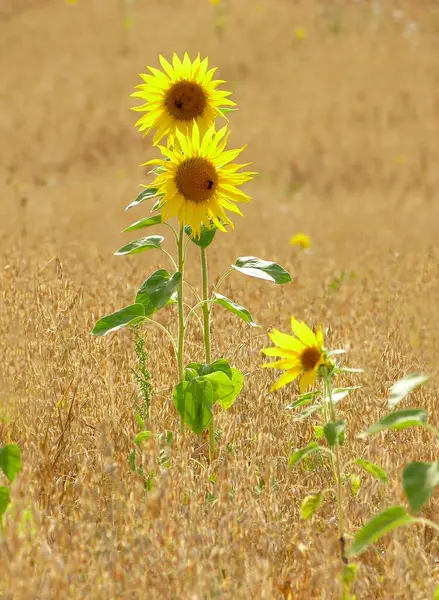 Sunflower Helianthus Annuus Sunflower Field Oat Field Common Oat Avena — Stock Photo, Image