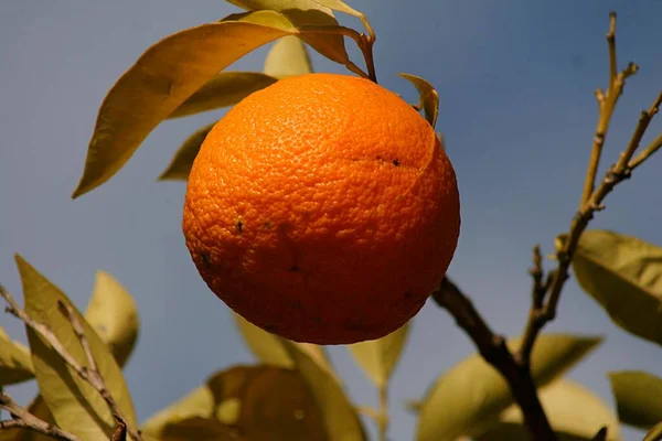 Orange Tree Citrus Sinensis Orange Syn Citrus Aurantium Var Dulcis — Stock Photo, Image