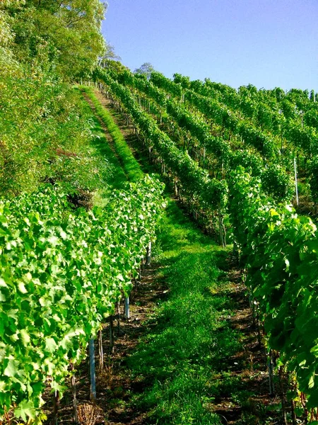 Green Grape Vineyard — Stock Photo, Image