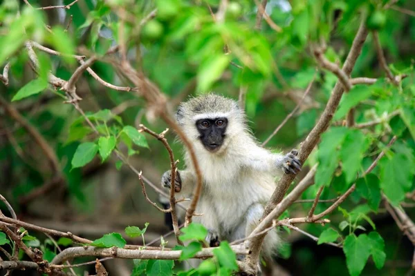 Vervet Majom Grivet Majom Kruger Nemzeti Park Dél Afrika Vervet — Stock Fotó