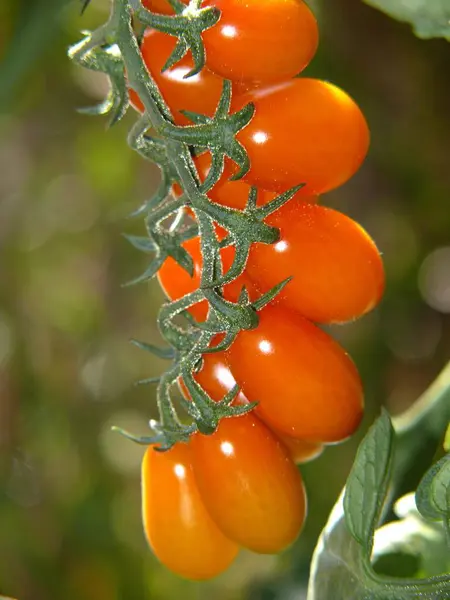 Tomate Cóctel Picolino Injertado Tomates Cherry Solanum Lyocpersicum —  Fotos de Stock