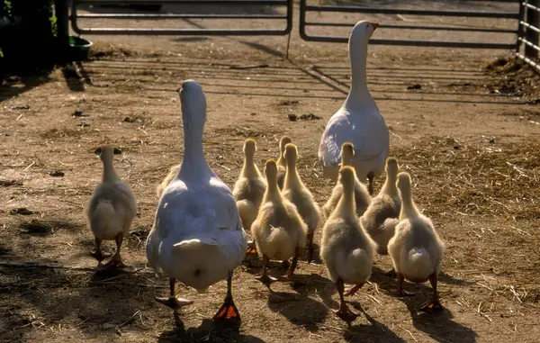 Diepholz Goose Diepholz Geese Farm Enclosure Free Range Goose — Stock Photo, Image