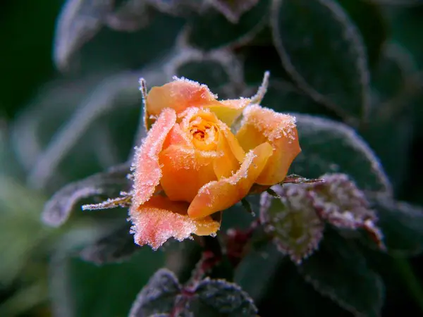 Mini Rose Dengan Hoarfrost — Stok Foto