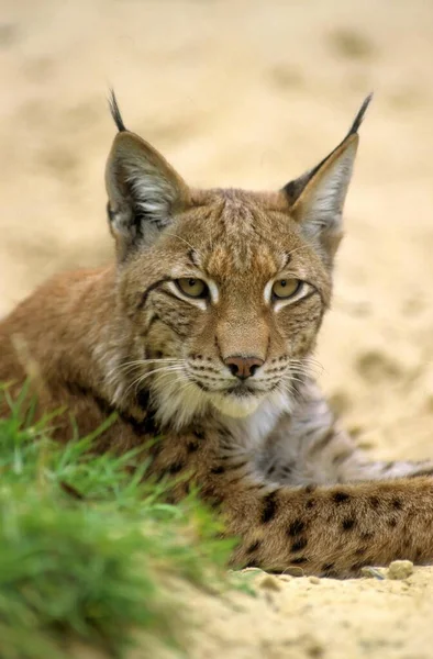 Ryś Eurazjatycki Lynx Lynx Ryś Eurazjatycki — Zdjęcie stockowe