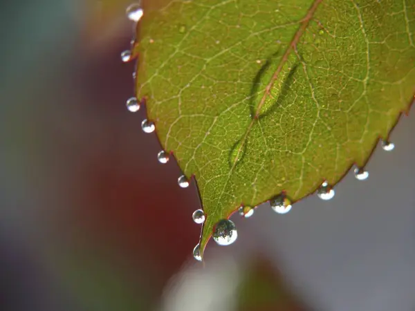 ローズペタルの水滴 レインドロップ — ストック写真