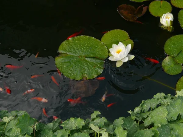 Lírio Água Branca Lagoa Jardim Com Peixinho Dourado Lagoa Peixinho — Fotografia de Stock