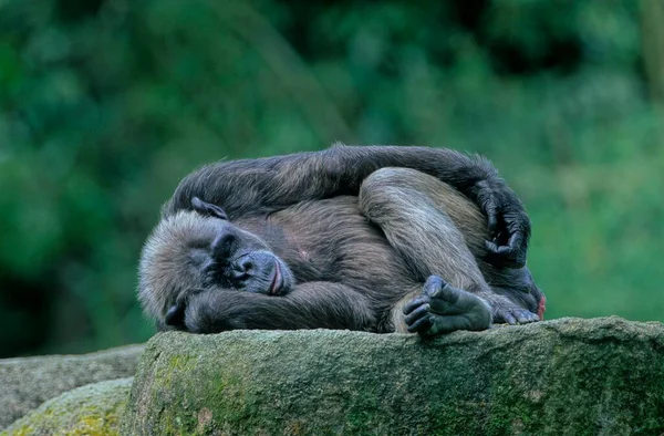 Обыкновенный Шимпанзе Pan Troglodytes Bonobo — стоковое фото