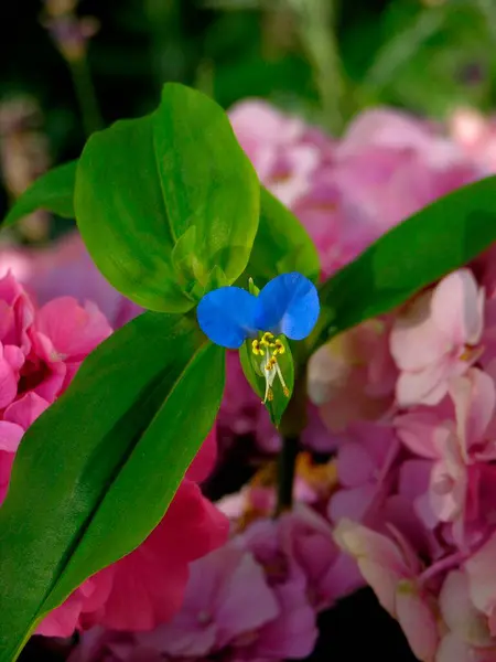 Tinantia Erecta False Dayflower Commelinaceae Família Dos Três Mestres — Fotografia de Stock