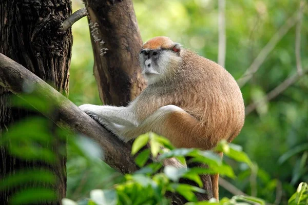 Біла Гусарська Мавпа Erythrocebus Patas Pyrrhonotus Танзанія Східна Африка Дорослі — стокове фото
