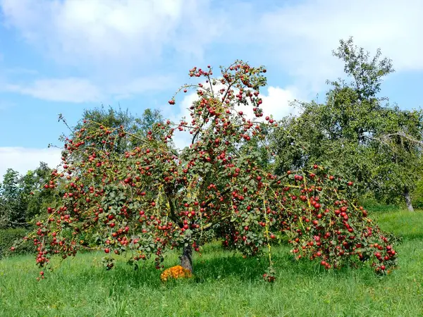 Pommier Aux Pommes Rouges Branche Aux Pommes Rouges — Photo
