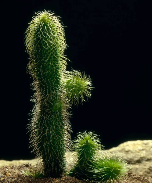 Kaktus Stapelianthus Pilosus Nahaufnahme — Stockfoto