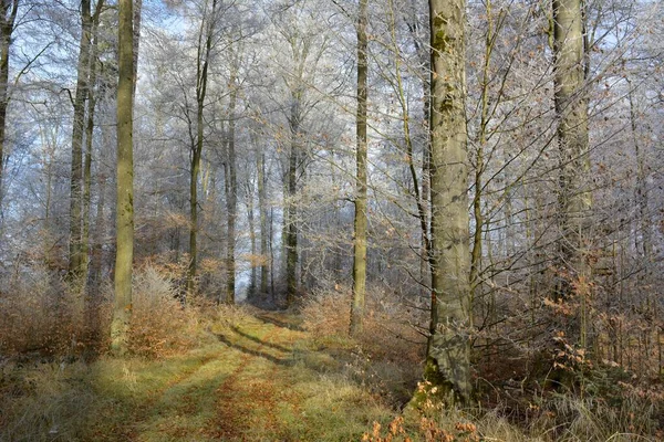 Maulbronn Raureif Wald — Stockfoto
