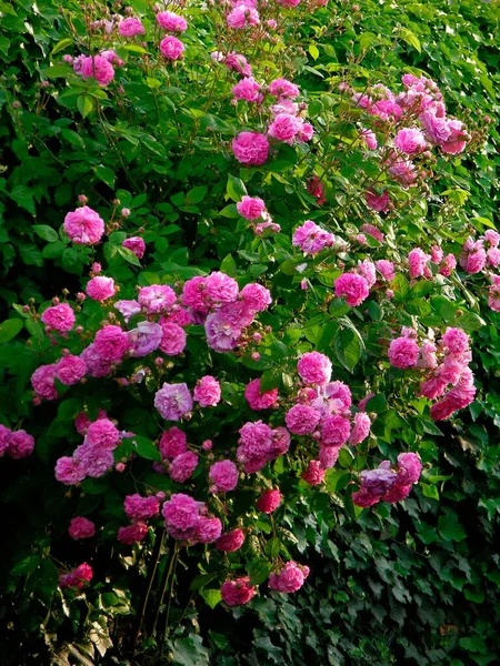 Pembe Tırmanan Gül Çiçek Açan Yaz Çiçekleri — Stok fotoğraf