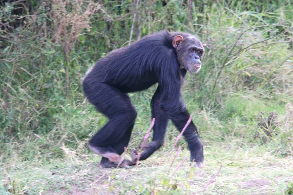 Chimpanzé Commun Pan Troglodytes Chimpanzé — Photo