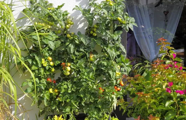 Tomates Solanum Lycopersicum Banheira Tomates Maduros Não Maduros Videira Tomate — Fotografia de Stock