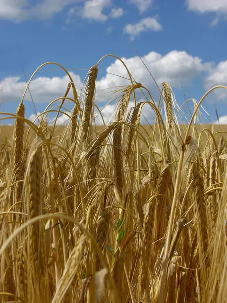 Пшеничные Уши Ржаной Хлеб Поле Вид Днем — стоковое фото