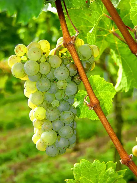 Виноград Виноградной Лозе Белое Вино — стоковое фото