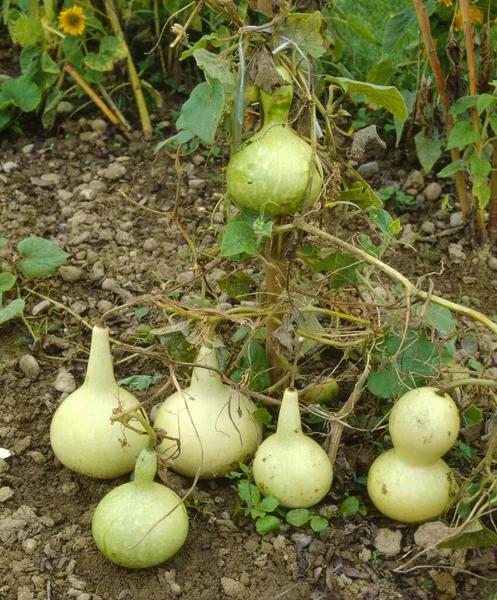 Vegetable Garden Bottle Gourd — Stock Photo, Image