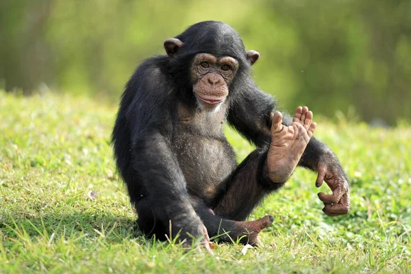 Chimpanzé Pan Troglodytes Juvenis Jovens Ocorrência África — Fotografia de Stock