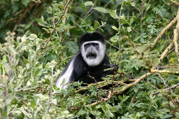 stock image Guereza king colobus (Colobus polykomos) Black-and-white Colobuses