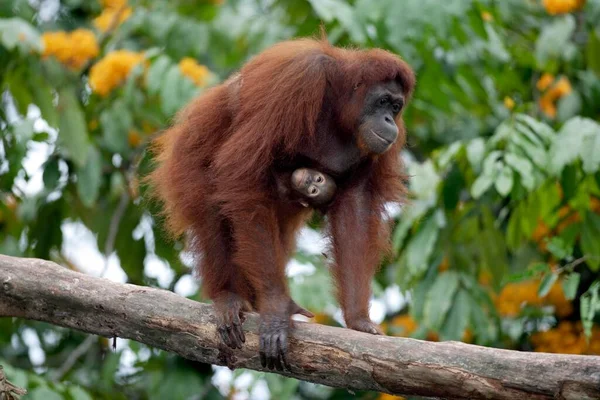 Orang Utan Dorosły Dorosły Młodym Matka Dzieckiem Drzewie Orang Utan — Zdjęcie stockowe