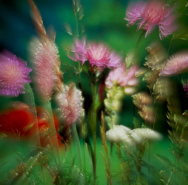 Prairie Été Avec Des Fleurs Sauvages Des Fleurs Prairie Lisière — Photo