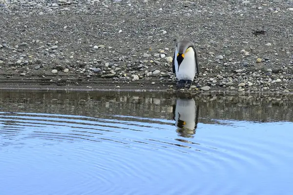 Pinguim Rei Aptenodytes Patagonicus Olha Para Água Reflexão Bahia Inutil — Fotografia de Stock