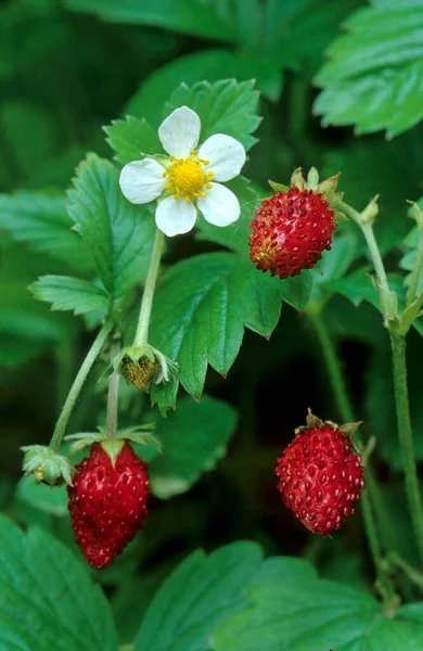Woodland Strawberry Fragaria Vesca Wild Strawberry — Stock Photo, Image